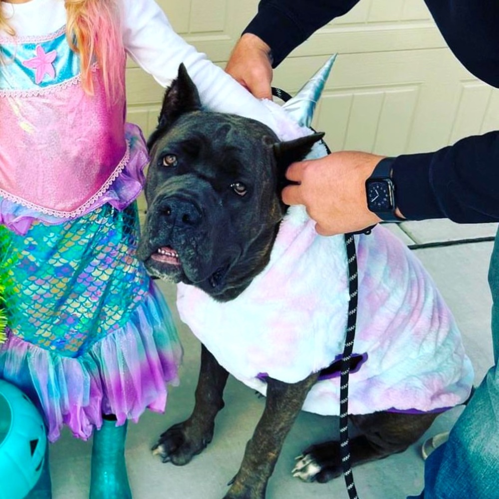 XXL UNICORN DOG COSTUME 🦄